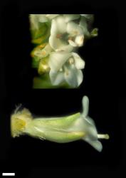 Veronica epacridea. Female flowers. Scale = 1 mm.
 Image: W.M. Malcolm © Te Papa CC-BY-NC 3.0 NZ